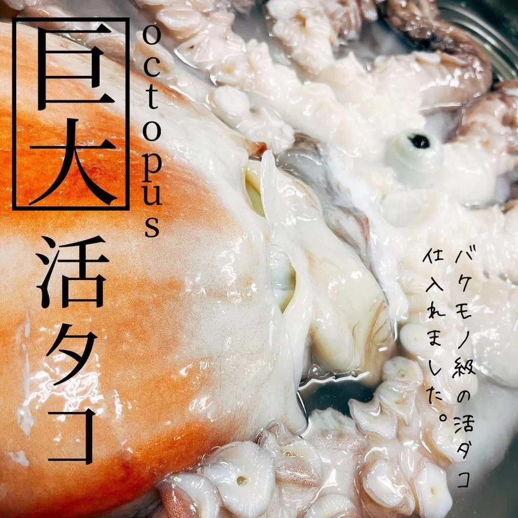 巨大活タコ入荷🐙@北海道/札幌/居酒屋/個室/海鮮/焼鳥/喫煙可/人気/おすすめ